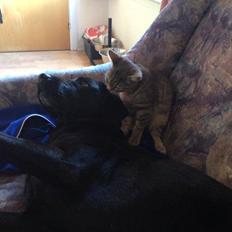 Huskat Mulle *the Diva*