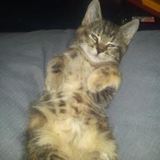 Blanding af racer Lady