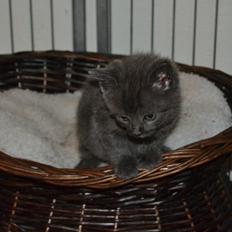 Huskat Faith Hittekilling