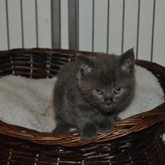 Huskat Faith Hittekilling