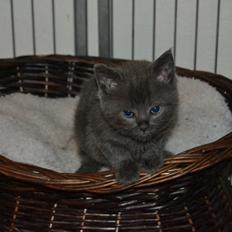 Huskat Faith Hittekilling