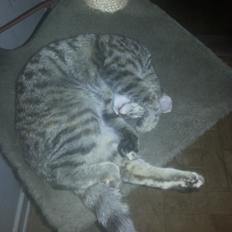 Huskat Hope Hittekilling