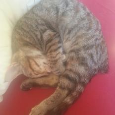 Huskat Hope Hittekilling