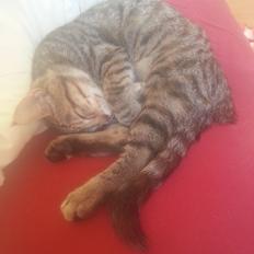 Huskat Hope Hittekilling