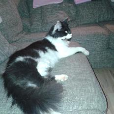 Maine Coon Coon Danica's Norbit