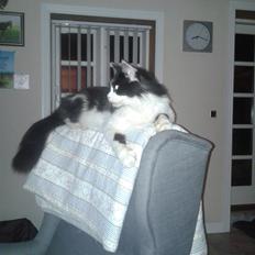 Maine Coon Coon Danica's Norbit