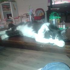 Maine Coon Coon Danica's Norbit