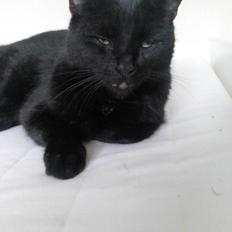 Huskat Kattegårdens Sorte