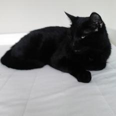 Huskat Kattegårdens Sorte