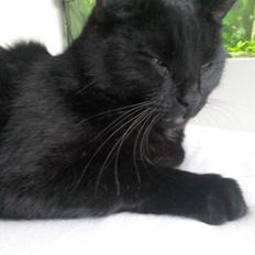 Huskat Kattegårdens Sorte