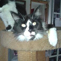 Maine Coon coon danica's Sharro