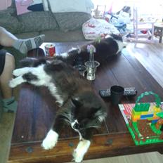 Maine Coon coon danica's Sharro