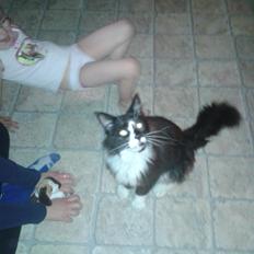 Maine Coon coon danica's Sharro