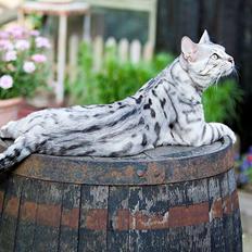 Bengal Karl