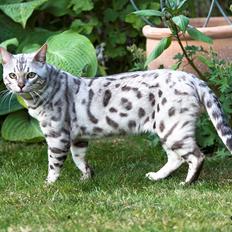 Bengal Karl