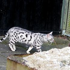 Bengal Karl