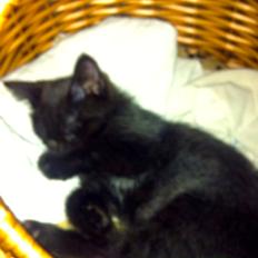 Blanding af racer Ali 