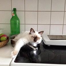 Hellig Birma Calisto