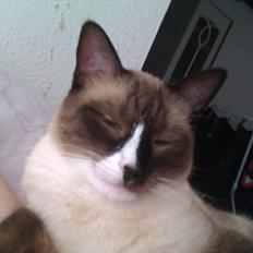 Blanding af racer Carlo