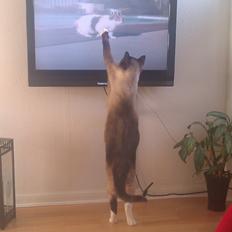 Blanding af racer Carlo