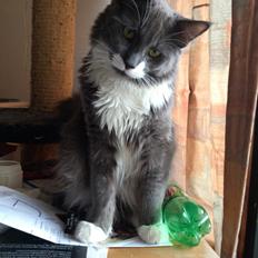 Blanding af racer Gandhi