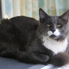 Blanding af racer Gandhi