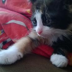 Blanding af racer Foxi