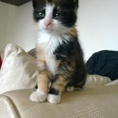 Blanding af racer Foxi