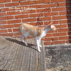 Cornish Rex Lauritz (Dk Løveid's Once upon a Troubadour)