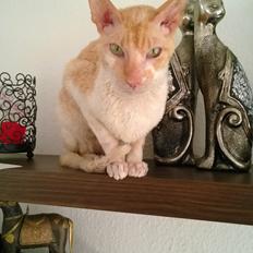 Cornish Rex Lauritz (Dk Løveid's Once upon a Troubadour)