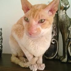 Cornish Rex Lauritz (Dk Løveid's Once upon a Troubadour)