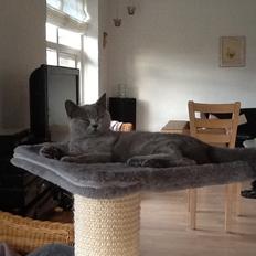 British Shorthair Liva