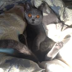 British Shorthair Liva