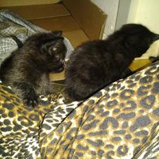 Blanding af racer Buddha