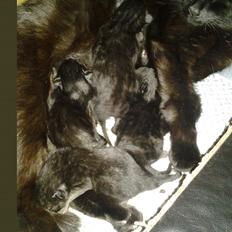 Blanding af racer Buddha