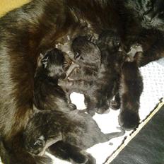 Blanding af racer Buddha