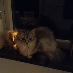 Blanding af racer Adelle