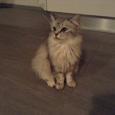 Blanding af racer Adelle