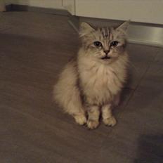 Blanding af racer Adelle