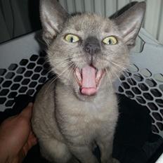 Blanding af racer Alfred