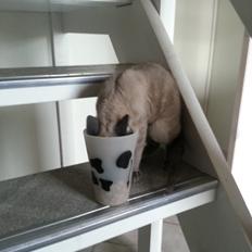 Blanding af racer Alfred