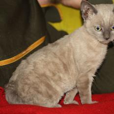 Blanding af racer Alfred