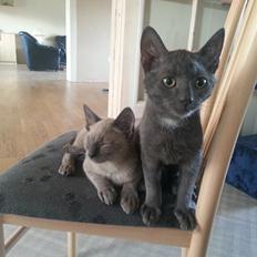 Blanding af racer Arne