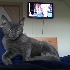 Blanding af racer Arne