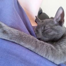 Blanding af racer Arne