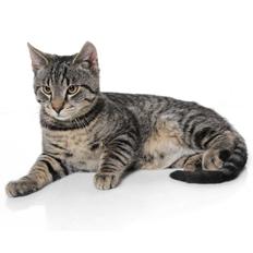 Blanding af racer Tiger