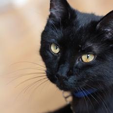 Blanding af racer Batman (himmelkat)