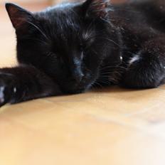 Blanding af racer Batman (himmelkat)