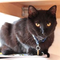 Blanding af racer Batman (himmelkat)