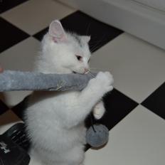 Blanding af racer Hope